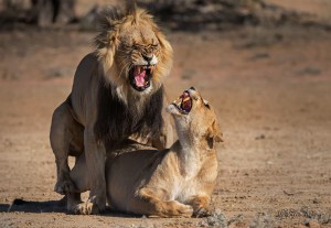 mating-lions-01-1400-300k-72d-srgb-w